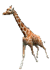 RR Girafe